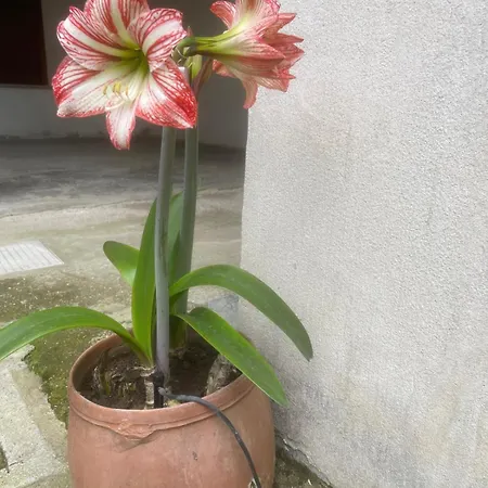 Gli Agrumi Di Nonna Peppina - Limoni Apartment Mondragone